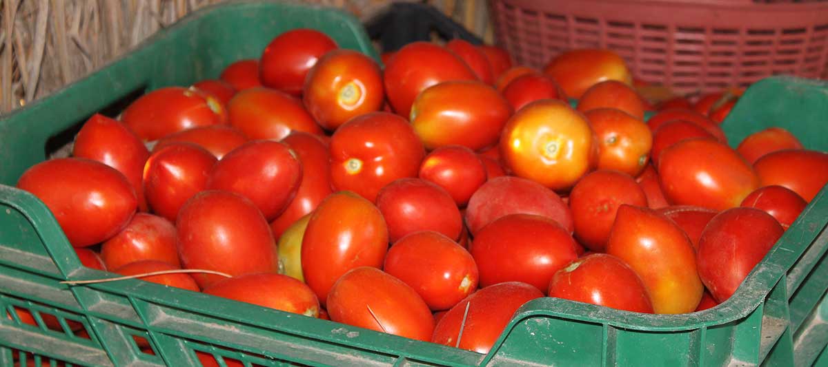 Imprescindible: tomate de calidad (c) Sarah Bannister