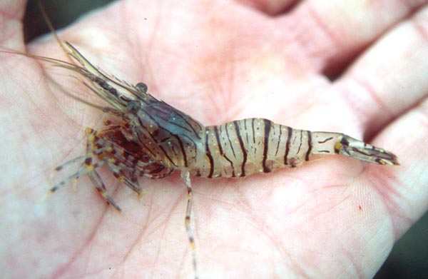 Camarón, camarón rayado, camarón de corral - Palaemon serratus - Corrales de Rota - 2001 (Foto: A. M. Arias)