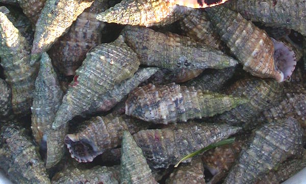 Babosa, caracol, pijón, babosita - Cerithium vulgatum - Corrales de Rota - 2001 (Foto: A. M. Arias)