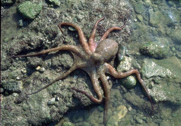 Pulpo - Octopus vulgaris - Corrales de Rota - 2001 (Foto: A. M. Arias)